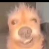 renaul00t