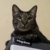 rhenjfalcon