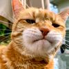 oyen833