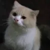 santohoho_