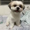 themshihtz