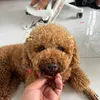 _dgkhoa817_