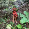 safety_camo_orange
