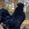 the_black_rooster_87