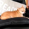 saxjp