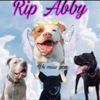 abby.the.pitty