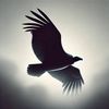 silentcondor