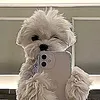 dxcho_co