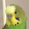 catos_intrusive_thoughts