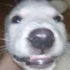 ddxlinh