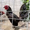 brother_farm_official