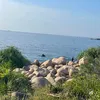 rungdongvoityanh
