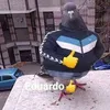 luccmitmehrerncs