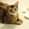 boobaemiii