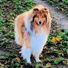 colliemutter65