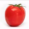 _tomate0__0