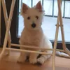 pepe_the_puppy_20