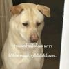 black_dog155