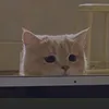 itsnotducc