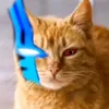 rajaoyen099