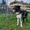 idro969