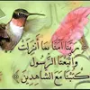 alialhamid31