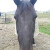 horses12345660