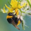 buzzlebee333