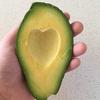 avocadoo111