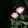 luvleyy.won