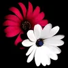 mis.samir5