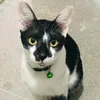 tobito_e