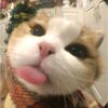cly_blebabel