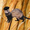 french_ferret