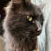 gatitopopular
