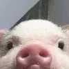 ayamdenlapehh_
