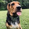 meelo_the_clever_beagle