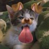 oranggimoupp_