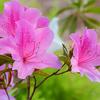 azalea3016