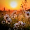 her_daisies