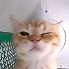 alex_romania