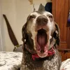georgethegermanpointer