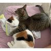 catsgracetwins