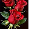 fatima_s60