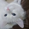 jeddah_cat1