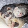 missferrets