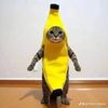 banana.cat2244