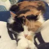 annikadumpst