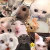 shimo_85