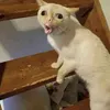 dat1_2.0